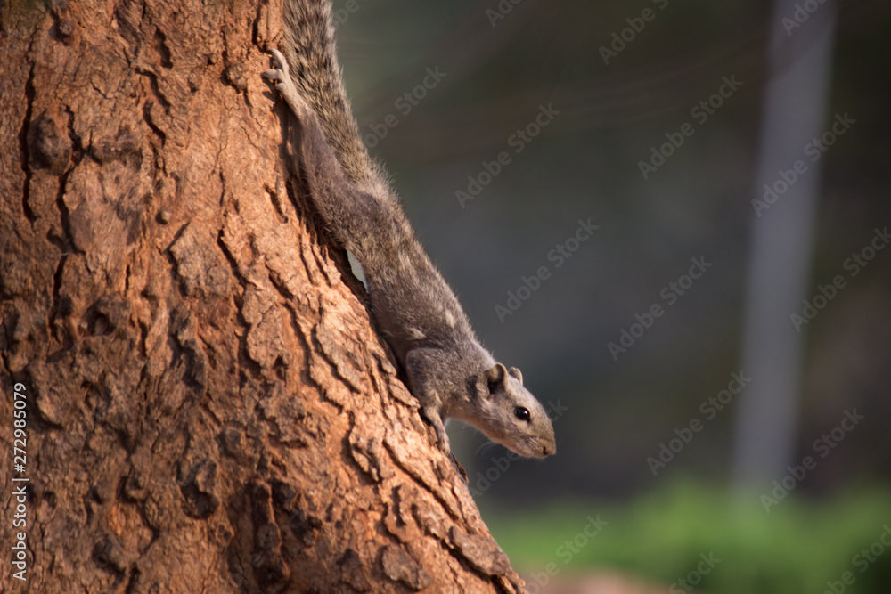 Beautiful Portrait of a Squirrel on the Tree trunk in its natural habitat Beautiful Portrait of a Squirrel on the Tree trunk in its natural habitat