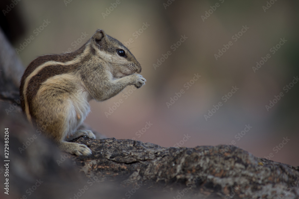 Beautiful Portrait of a Squirrel on the Tree trunk in its natural habitat Beautiful Portrait of a Squirrel on the Tree trunk in its natural habitat