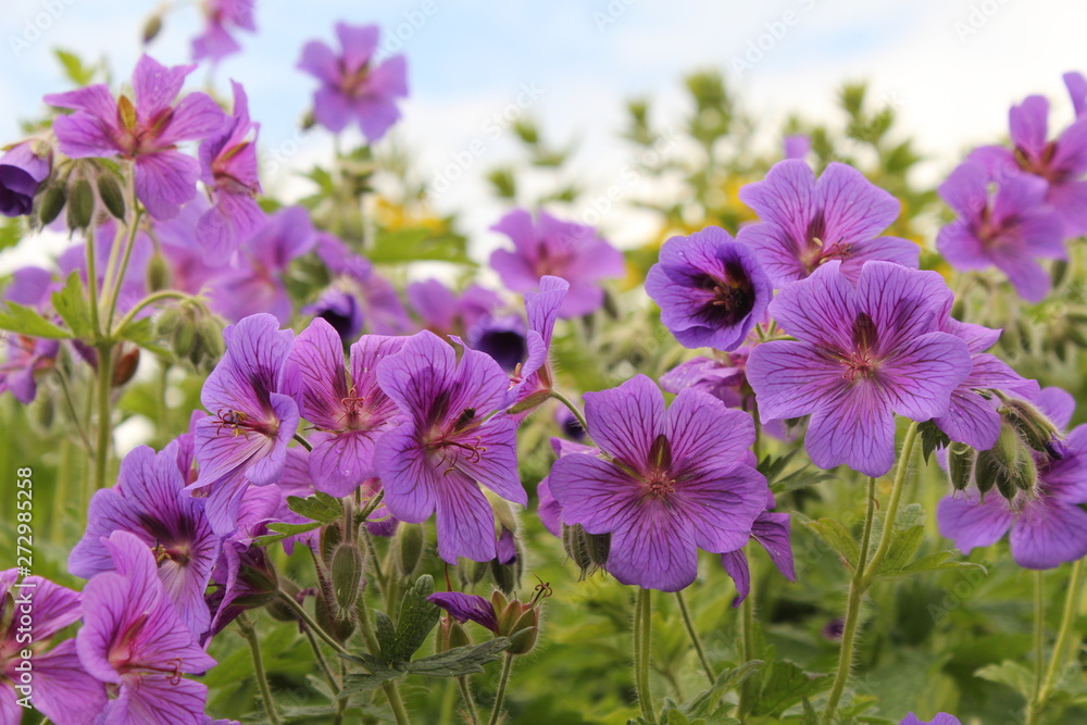 row of violet pelargonium flowers closeup and a blue sky in the background in the garden row of violet pelargonium flowers closeup and a blue sky in the background in the garden