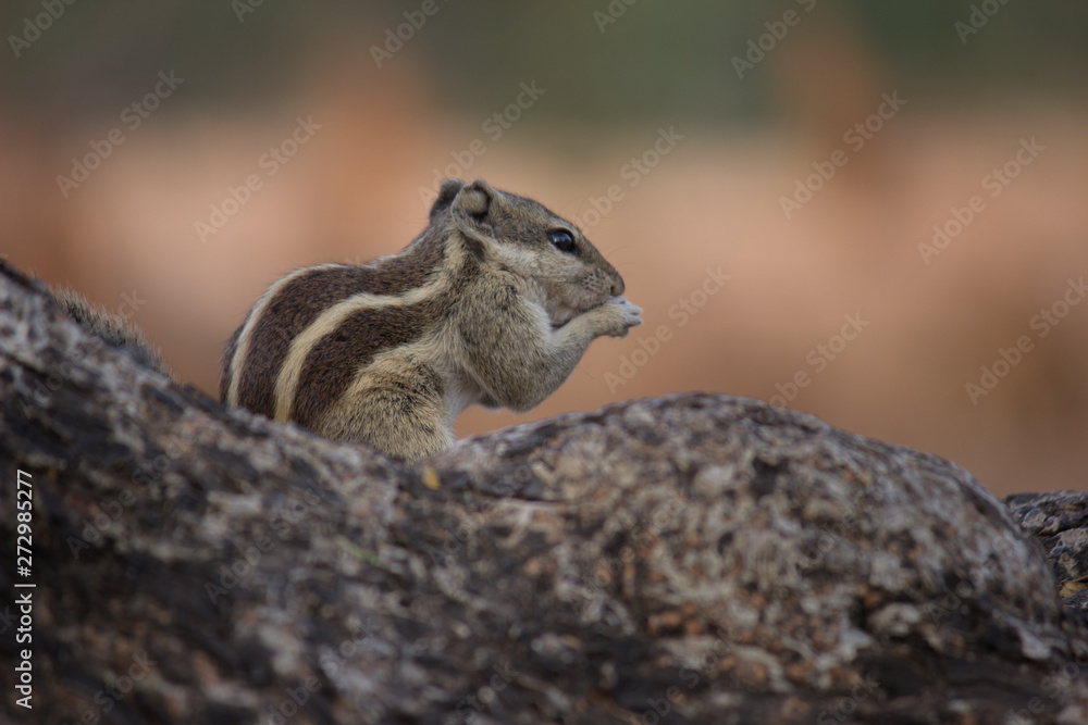 Beautiful Portrait of a Squirrel on the Tree trunk in its natural habitat Beautiful Portrait of a Squirrel on the Tree trunk in its natural habitat