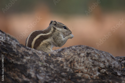 Beautiful Portrait of a Squirrel on the Tree trunk in its natural habitat