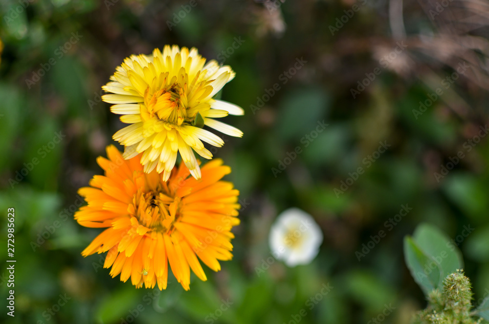 Yellow and orange calendula flowers blooming, marigold flowers at garden Yellow and orange calendula flowers blooming, marigold flowers at garden