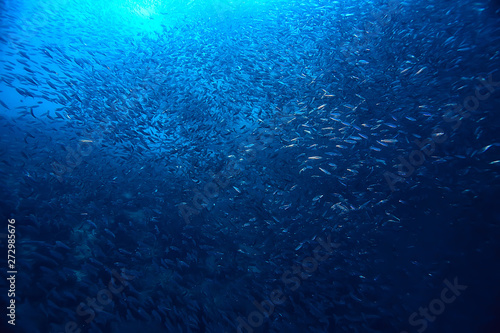 scad jamb under water   sea ecosystem  large school of fish on a blue background  abstract fish alive