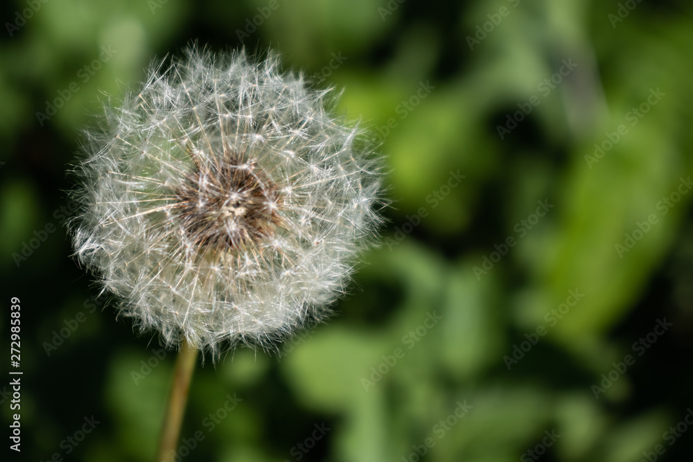 A white dandelion illuminated by the sun against the backdrop of greenery. A white dandelion illuminated by the sun against the backdrop of greenery.