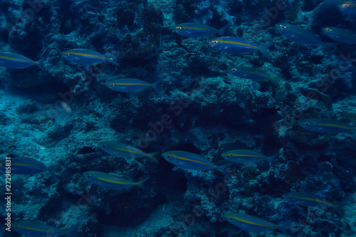 scad jamb under water   sea ecosystem  large school of fish on a blue background  abstract fish alive