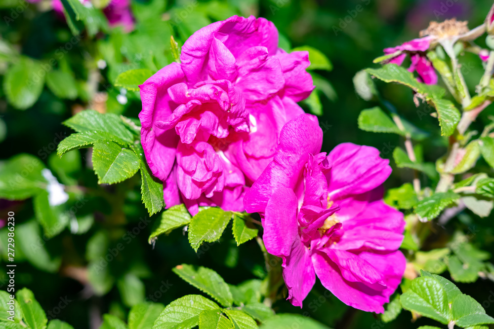 just beautiful flowers - flowers of early summer - the wild rose bushes.Moscow region.Russia.2019 just beautiful flowers - flowers of early summer - the wild rose bushes.Moscow region.Russia.2019