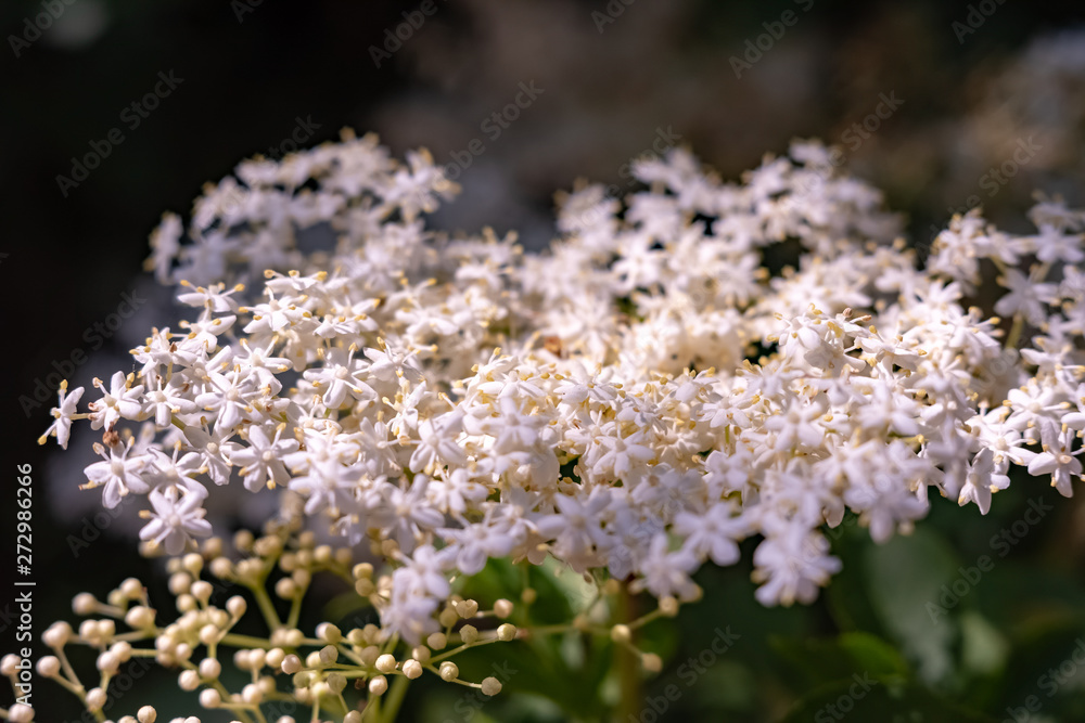 just beautiful flowers - flowers of early summer.Moscow region.Russia.2019