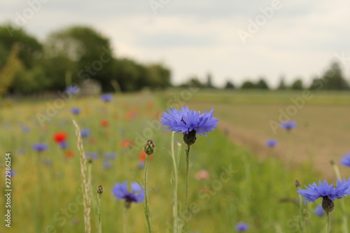 beautiful blue cornflower closeup in the field margin in holland in springtime