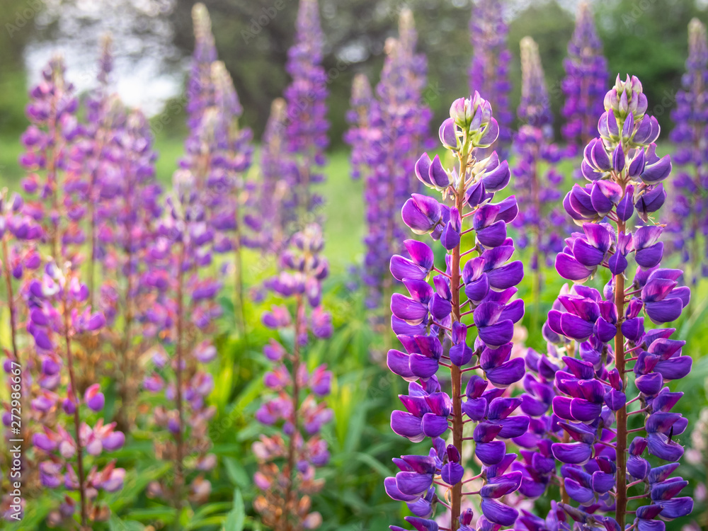 Beautiful purple lupin flowers blooms in the field in warm sunshine. Beautiful purple lupin flowers blooms in the field in warm sunshine.