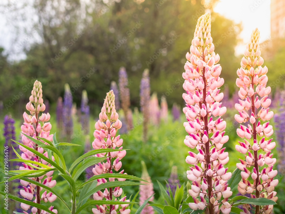 Obraz premium Beautiful pink lupin flowers blooms in the field in warm sunshine.