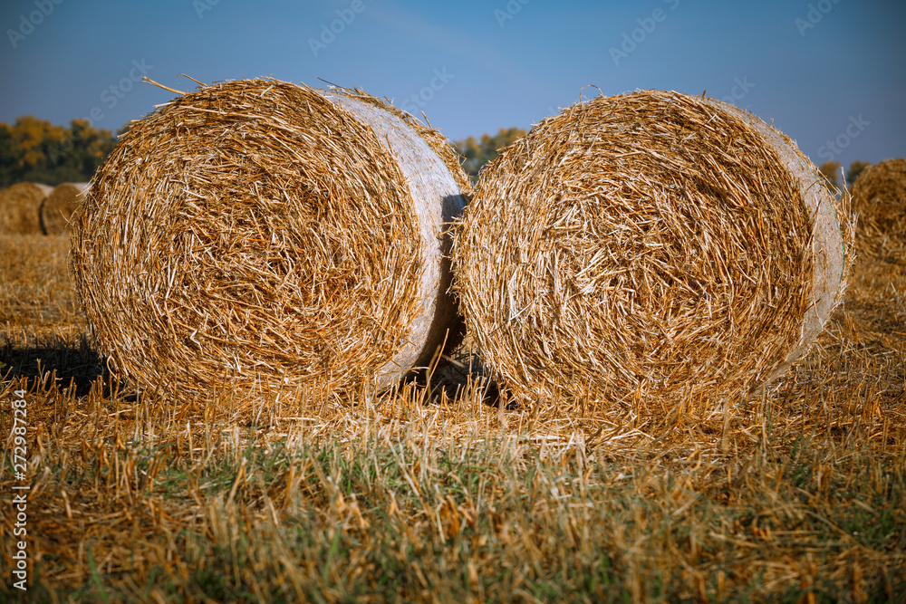 Hay bail harvesting in wonderful autumn farmers field landscape with hay stacks Hay bail harvesting in wonderful autumn farmers field landscape with hay stacks