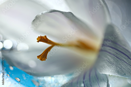 Fototapeta Naklejka Na Ścianę i Meble -  white crocus spring flower, spring abstract background, nature concept
