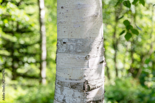 Trunk of white birch in spring. Close-up