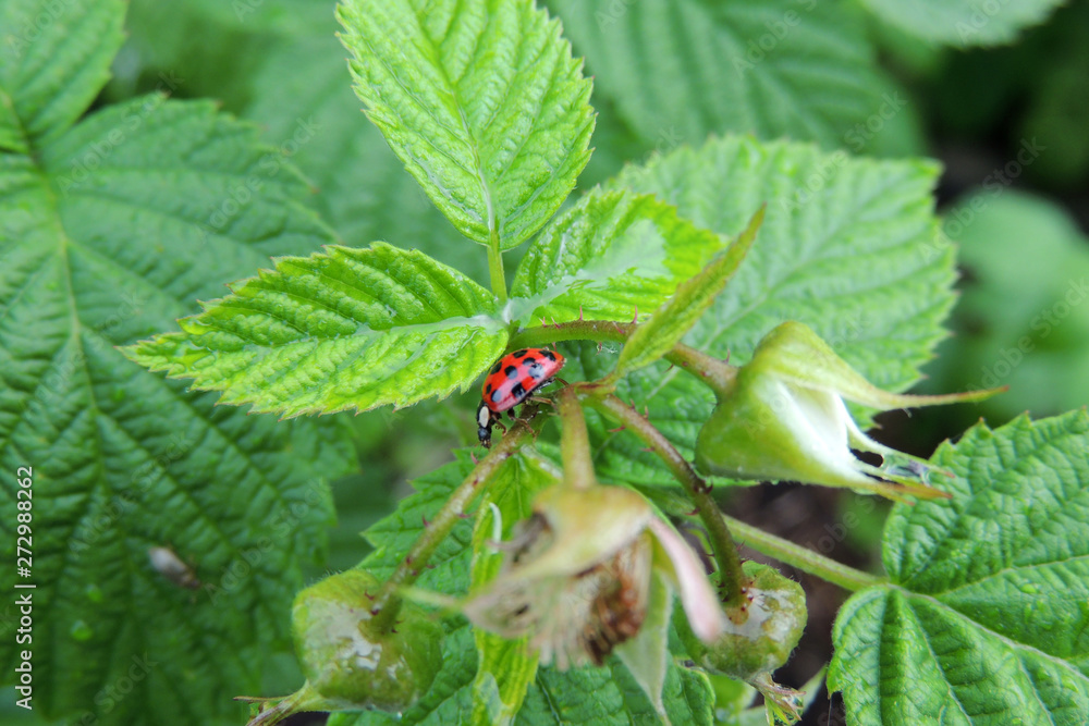Fototapeta premium wasp sits on raspberry