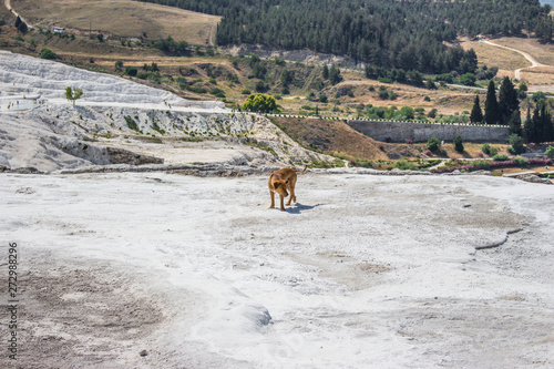 The dog strolls on top of pamukkale.