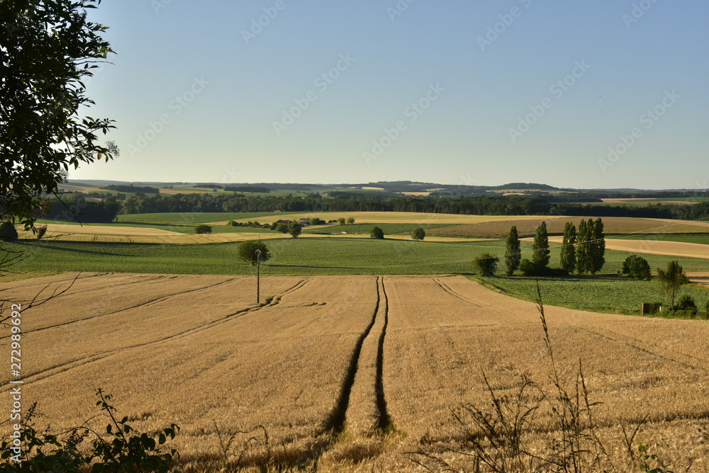 Double lignes dans un champs de blé sous la lumière du coucher de soleil à Champagne-et-Fontaine au Périgord Vert