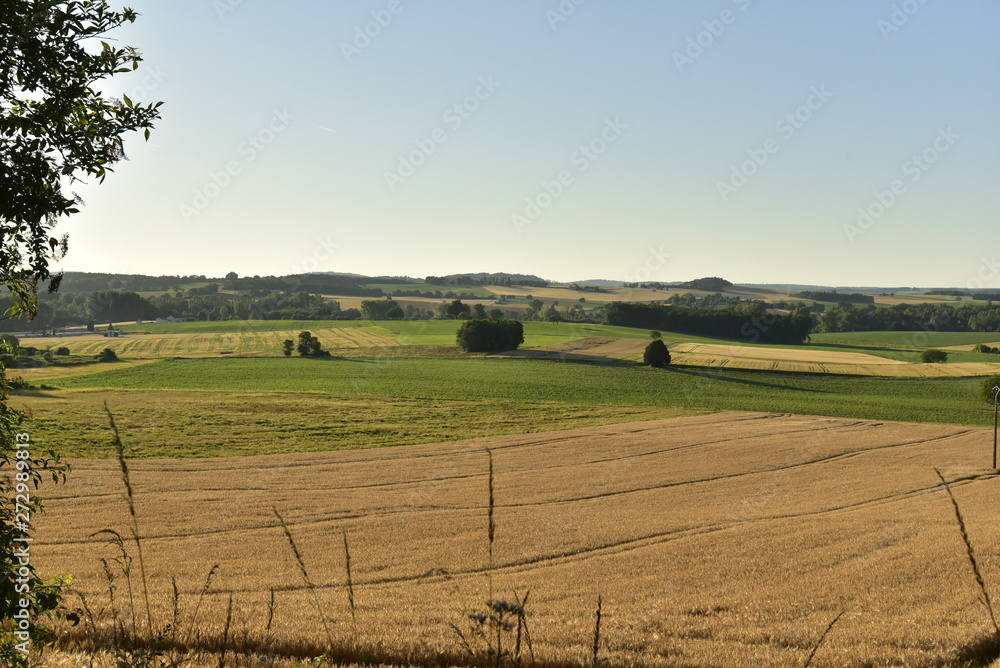 Obraz premium Quelques peupliers et d'autres arbres isolés au milieu de vaste champs près du bourg de Champagne au Périgord Vert