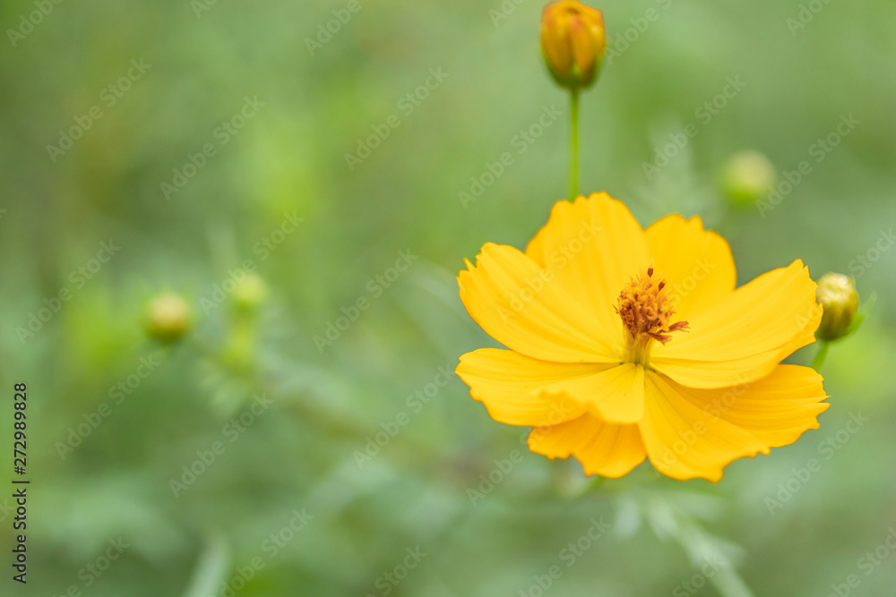 キバナコスモスの花 キバナコスモスの花