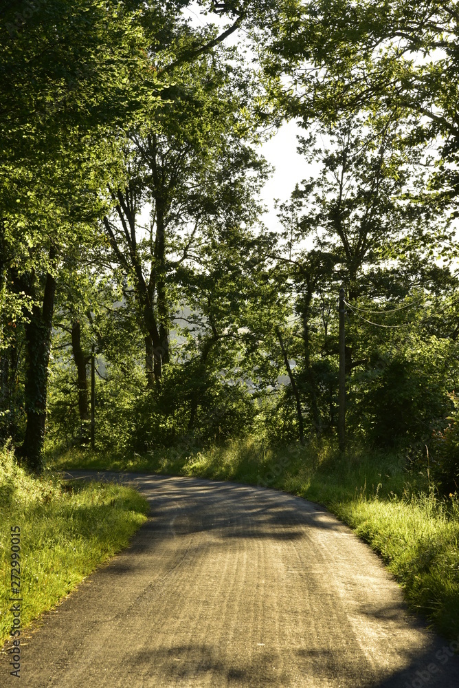 Route secondaire de campagne traversant un bois en fin de journée au Puy de Versac au Périgord Vert