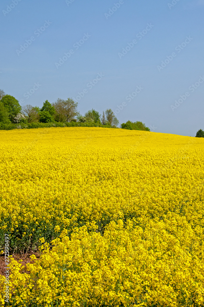 Beautiful yellow canola flowers in the English summertime.
