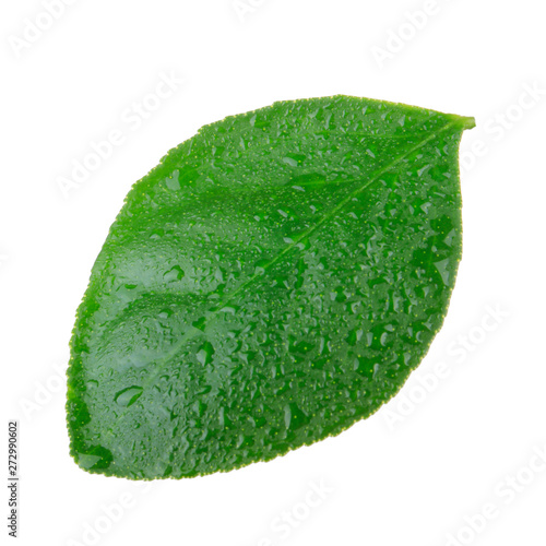 leaf of orange isolated