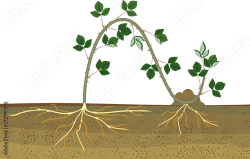 Propagation by layering. Blackberry plant vegetative reproduction scheme isolated on white background