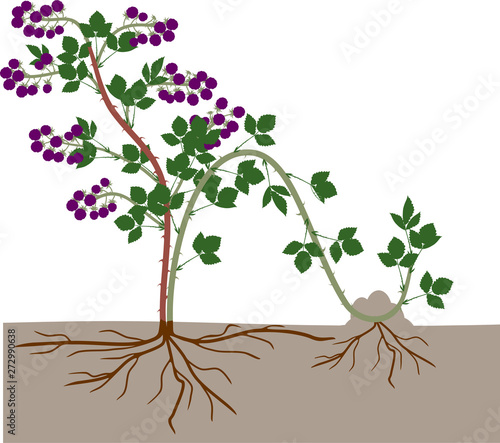 Propagation by layering. Blackberry plant vegetative reproduction scheme isolated on white background