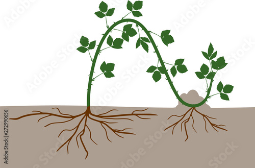 Propagation by layering. Blackberry plant vegetative reproduction scheme isolated on white background