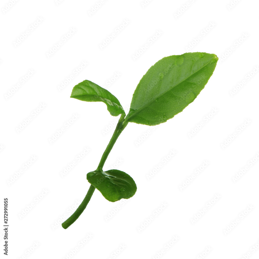 Obraz premium sprout (branch) of orange leaves with water drops isolated on white background