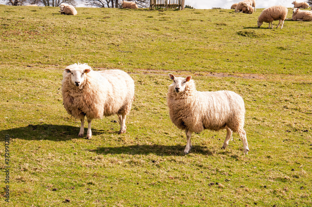 Sheep grazing in an English agricultural landscape. Sheep grazing in an English agricultural landscape.