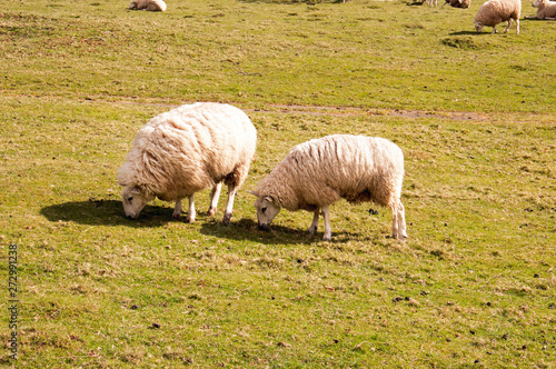 Sheep grazing in an English agricultural landscape.