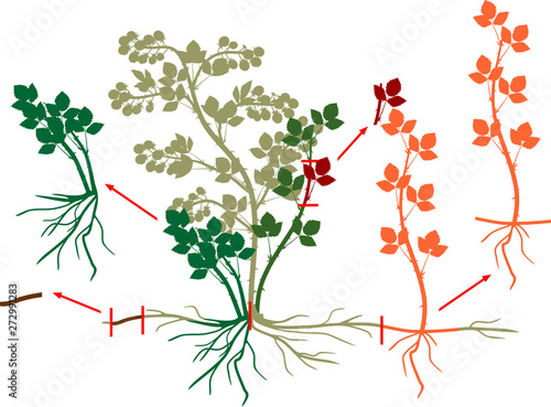 Blackberry vegetative reproduction scheme. Blackberry shrub with berries, root system and leaves isolated on white background