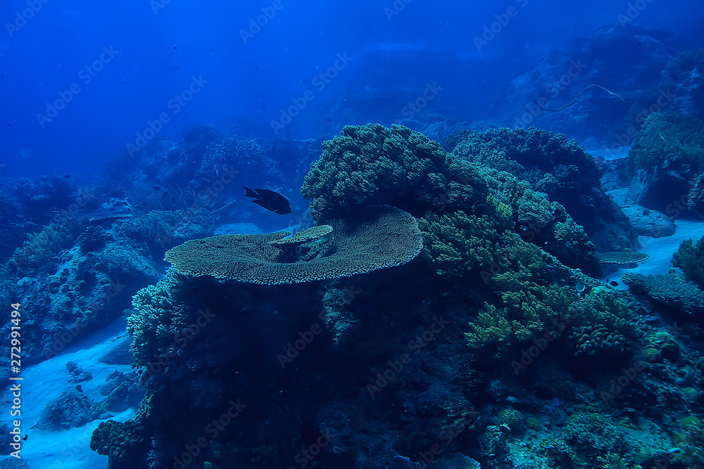 Naklejka premium marine ecosystem underwater view / blue ocean wild nature in the sea, abstract background