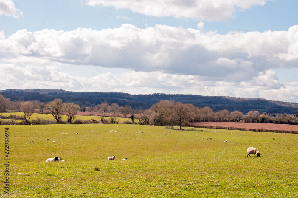 Sheep grazing in a springtime field in Worcestershire, England.