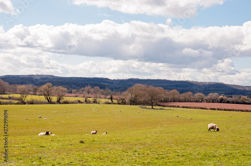 Sheep grazing in a springtime field in Worcestershire, England.