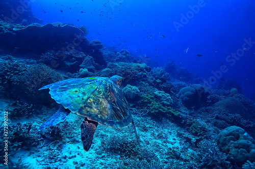 Fototapeta Naklejka Na Ścianę i Meble -  sea turtle underwater / exotic nature sea animal underwater turtle