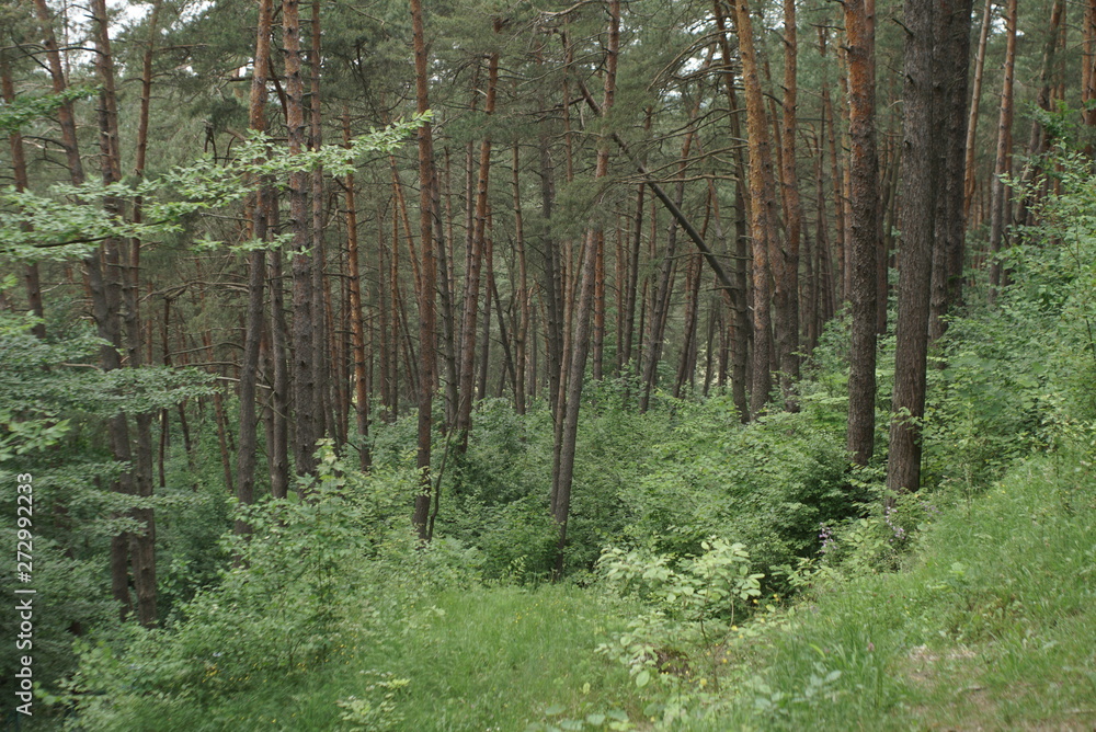 Obraz premium Las sosnowy latem w pochmurny dzień