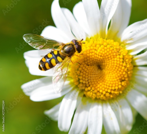 Hoverfly on an oxeye daisy.