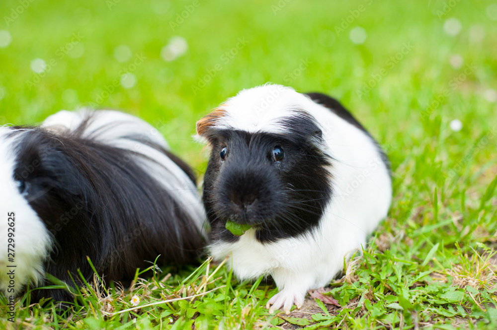 black and white guinea pig eating fresh juicy grass outdoors