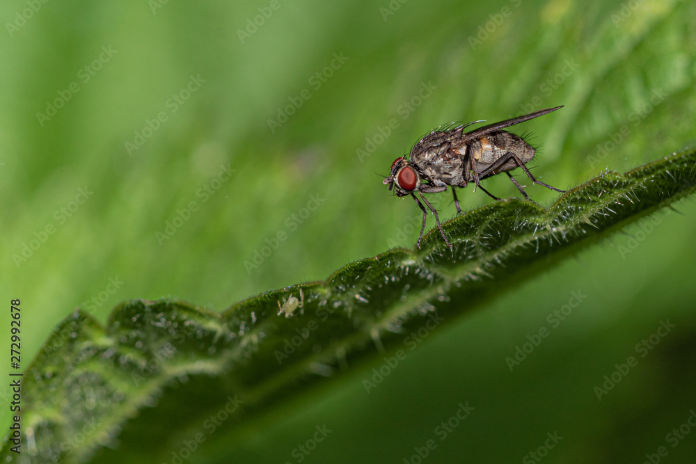 Naklejka premium Fliege Insekt