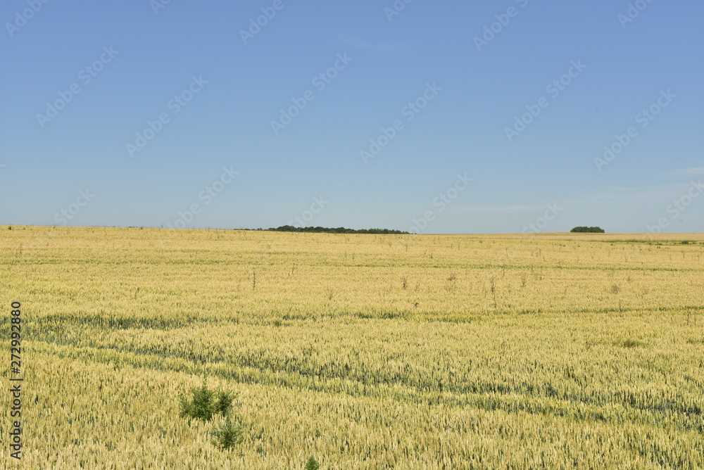 Champs de blé à perte de vue sous un ciel clair près du Bourg de Champagne au Périgord Vert