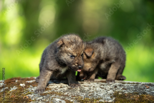 Two weeks old cubs of grey wolf