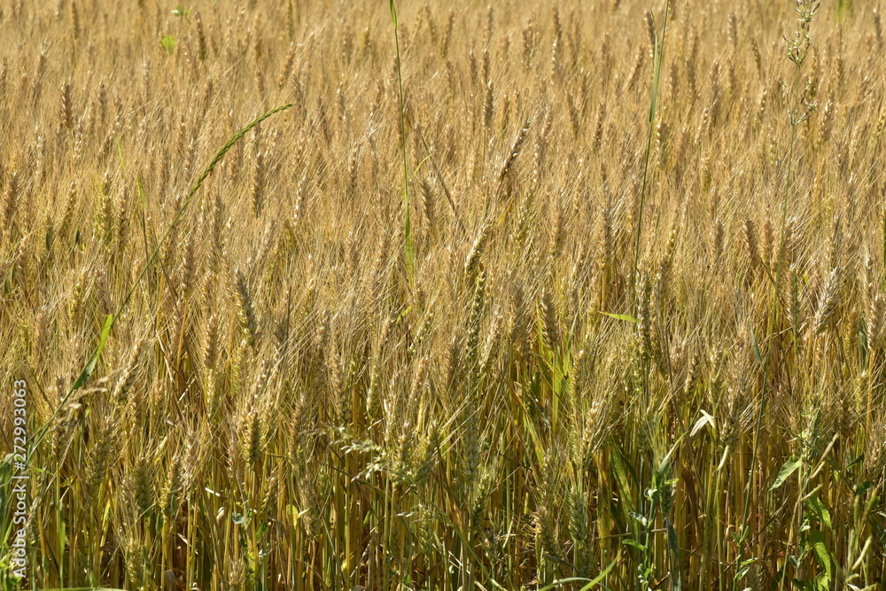Plantation de blé peu avant la moisson dans un champs près du Bourg de Champagne au Périgord Vert Plantation de blé peu avant la moisson dans un champs près du Bourg de Champagne au Périgord Vert