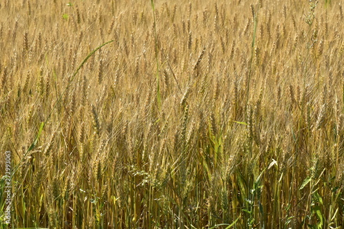 Plantation de blé peu avant la moisson dans un champs près du Bourg de Champagne au Périgord Vert