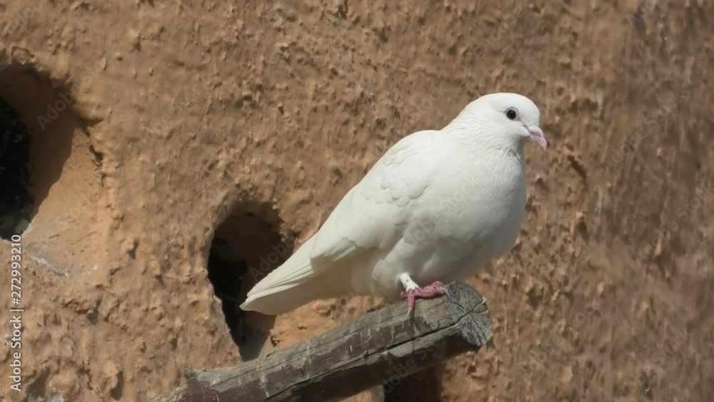 white doves on a pigeon tower in Doha, Qatar. Middle East, Arabian Peninsula. white doves on a pigeon tower in Doha, Qatar. Middle East, Arabian Peninsula.