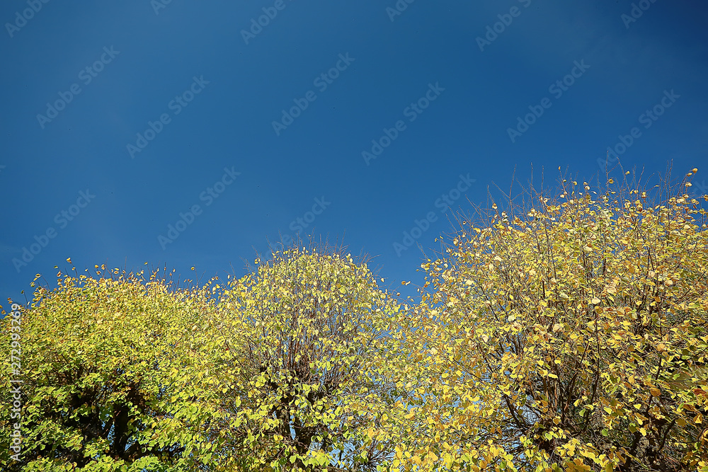 summer park background / nature trees green leaves, abstract background summer view summer park background / nature trees green leaves, abstract background summer view