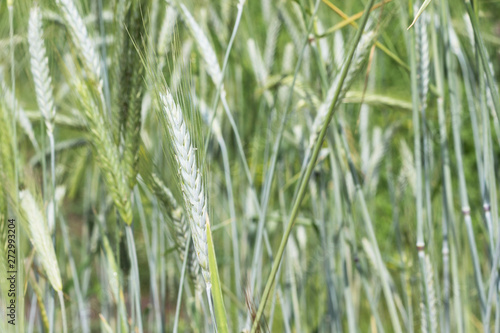 Natural Background: field of green ripening wheat.