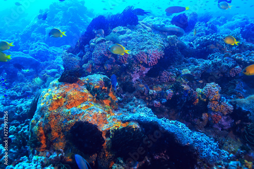 coral reef underwater / lagoon with corals, underwater landscape, snorkeling trip