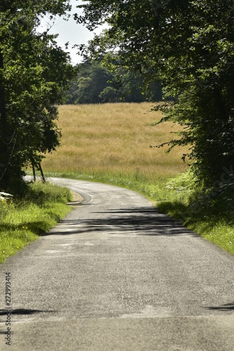 Route de campagne entre deux arbres avant un champs de blé au Puy de Versac au Périgord Vert