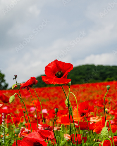 天空のポピー